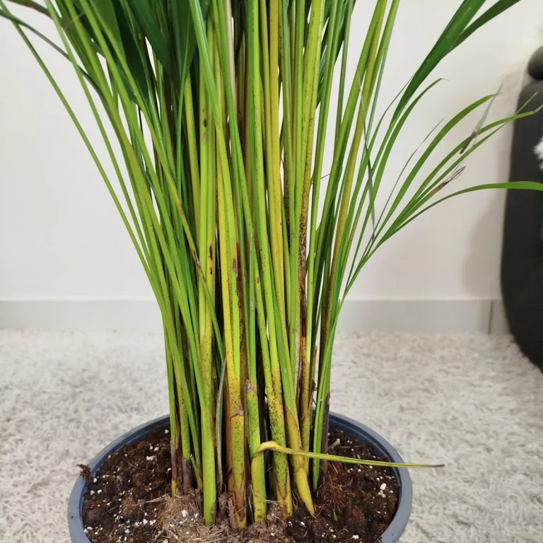 Palma Areka (Areca Dypsis) 140cm