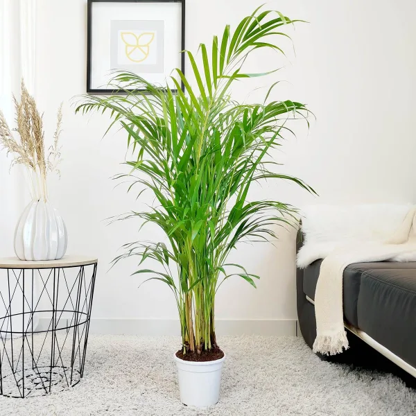 Palma Areka (Areca Dypsis) 110cm