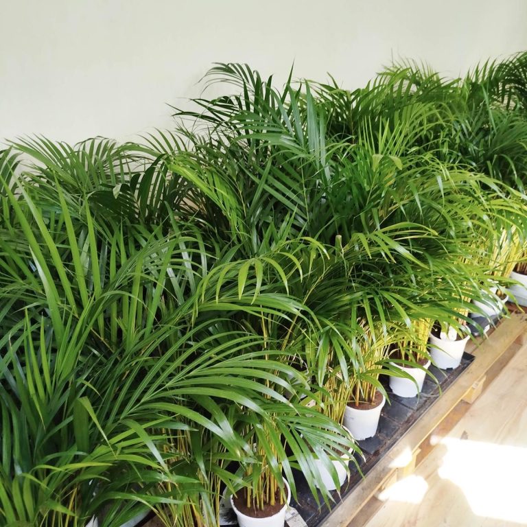 Palma Areka (Areca Dypsis) 110cm