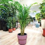 Palma Areka (Areca Dypsis) 110cm