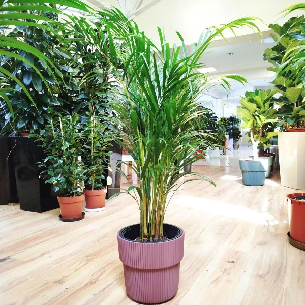 Palma Areka (Areca Dypsis) 110cm