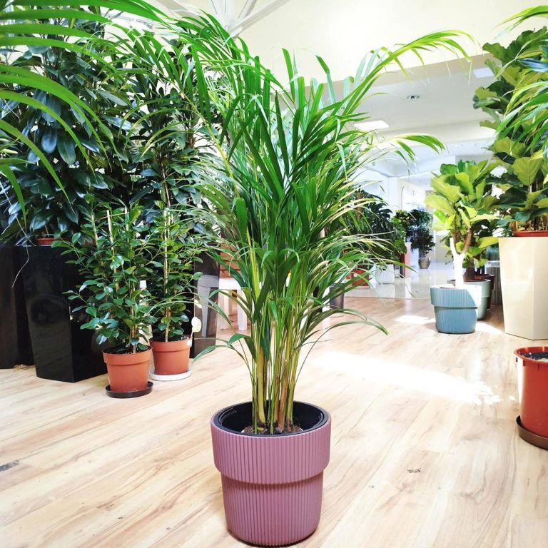Palma Areka (Areca Dypsis) 110cm