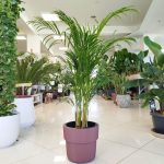 Palma Areka (Areca Dypsis) 110cm