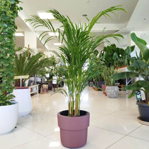 Palma Areka (Areca Dypsis) 110cm