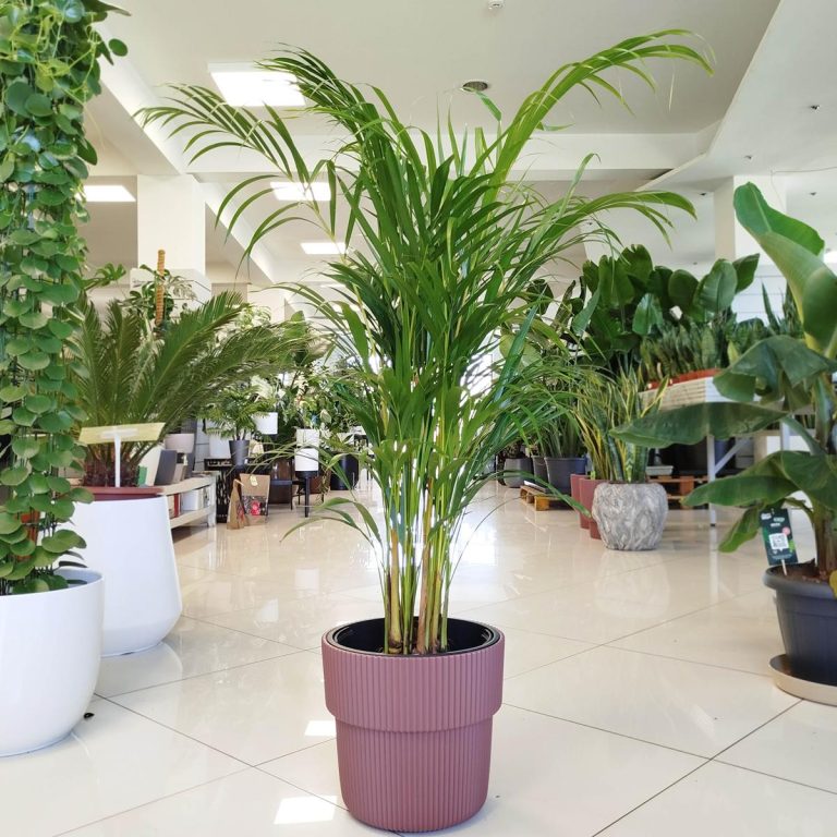 Palma Areka (Areca Dypsis) 110cm