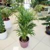 Palma Areka (Areca Dypsis) 110cm