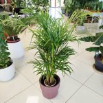 Palma Areka (Areca Dypsis) 110cm