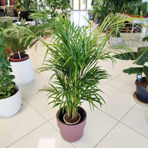 Palma Areka (Areca Dypsis) 110cm