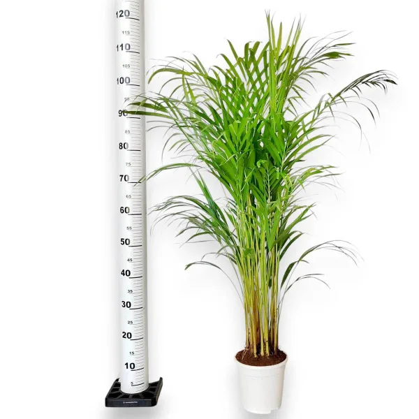 Palma Areka (Areca Dypsis) 110cm