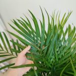 Palma Areka (Areca Dypsis) 110cm