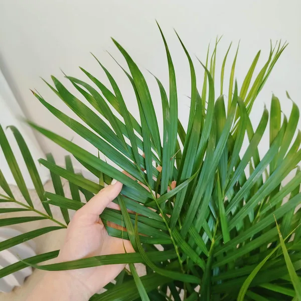 Palma Areka (Areca Dypsis) 110cm