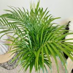 Palma Areka (Areca Dypsis) 110cm