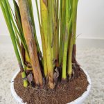 Palma Areka (Areca Dypsis) 110cm