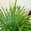 Palma Areka (Areca Dypsis) 110cm