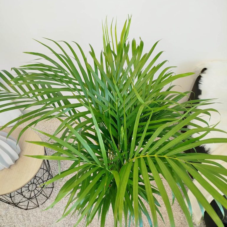 Palma Areka (Areca Dypsis) 110cm