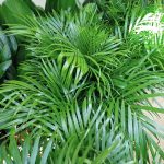 Palma Areka (Areca Dypsis) 110cm