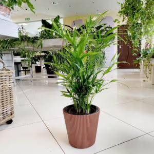 Palma Chamedora (Chamaedorea cataractarum) 65-80cm