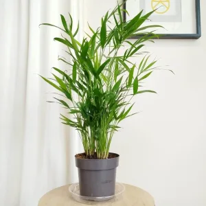 Palma Chamedora (Chamaedorea cataractarum) 70cm