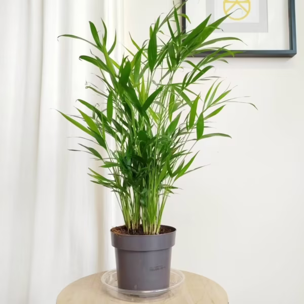 Palma Chamedora (Chamaedorea cataractarum) 70cm