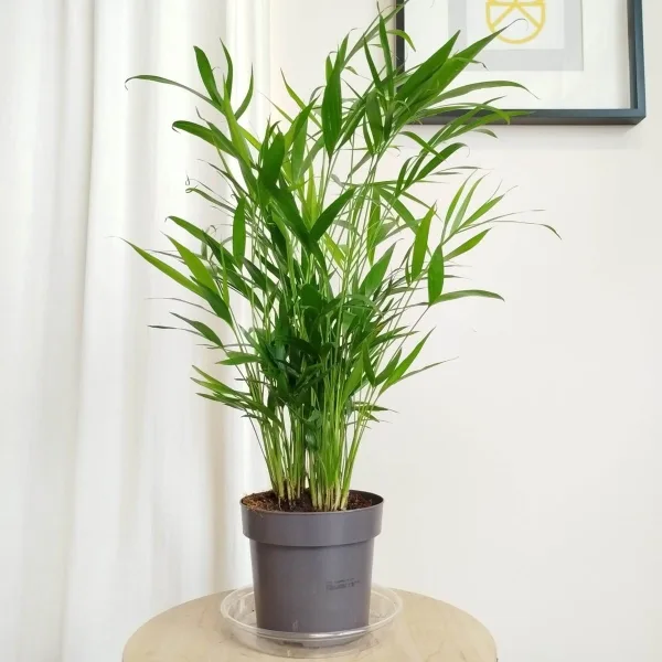 Palma Chamedora (Chamaedorea cataractarum) 70cm