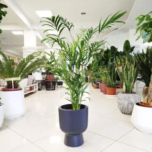 Palma Chamedora (Chamaedorea cataractarum) 100cm