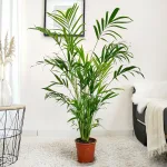 Palma Chamedora (Chamaedorea cataractarum) 100cm