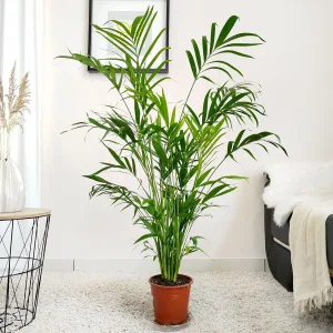 Palma Chamedora (Chamaedorea cataractarum) 100cm