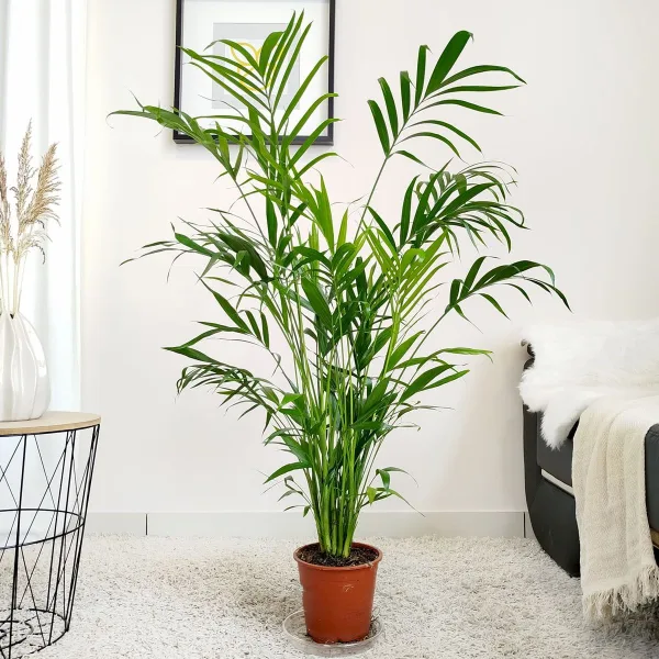Palma Chamedora (Chamaedorea cataractarum) 100cm