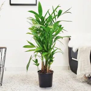 Palma Chamedora palma bambusowa (Chamaedorea seifrizii) 90cm