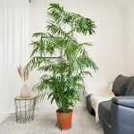 Palma Chamedora palma bambusowa (Chamaedorea seifrizii) 200cm