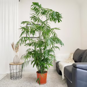 Palma Chamedora palma bambusowa (Chamaedorea seifrizii) 200-210cm