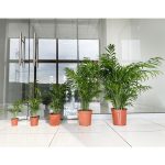 Palma Chamedora wytworna (Chamaedorea elegans) 90cm