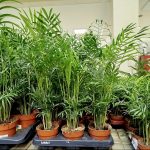 Palma Chamedora wytworna (Chamaedorea elegans) 60cm