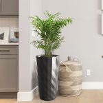 Palma Chamedora wytworna (Chamaedorea elegans) 90cm