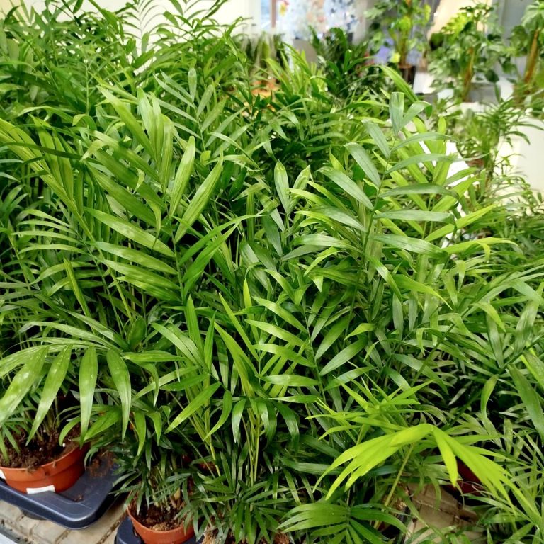 Palma Chamedora wytworna (Chamaedorea elegans) 60cm