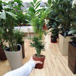 Palma Chamedora wytworna (Chamaedorea elegans) 60cm