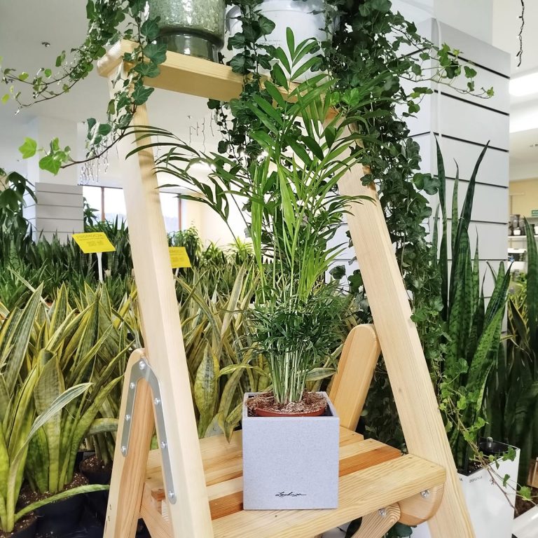 Palma Chamedora wytworna (Chamaedorea elegans) 60cm