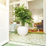 Palma Chamedora wytworna (Chamaedorea elegans) 90cm