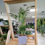 Palma Chamedora wytworna (Chamaedorea elegans) 60cm