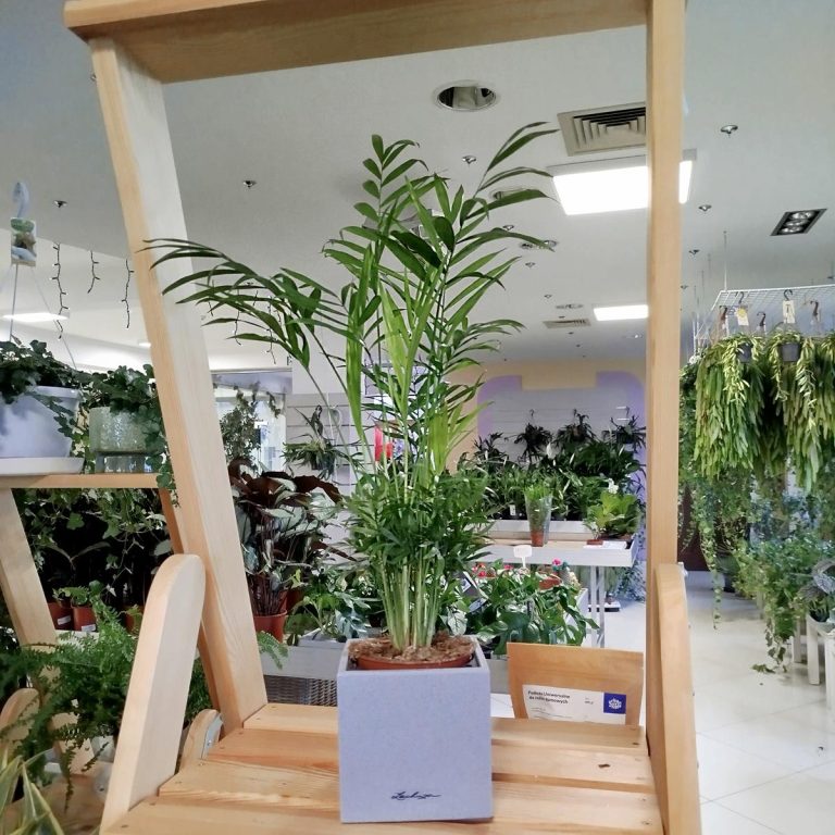 Palma Chamedora wytworna (Chamaedorea elegans) 60cm