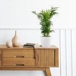 Palma Chamedora wytworna (Chamaedorea elegans) 60cm