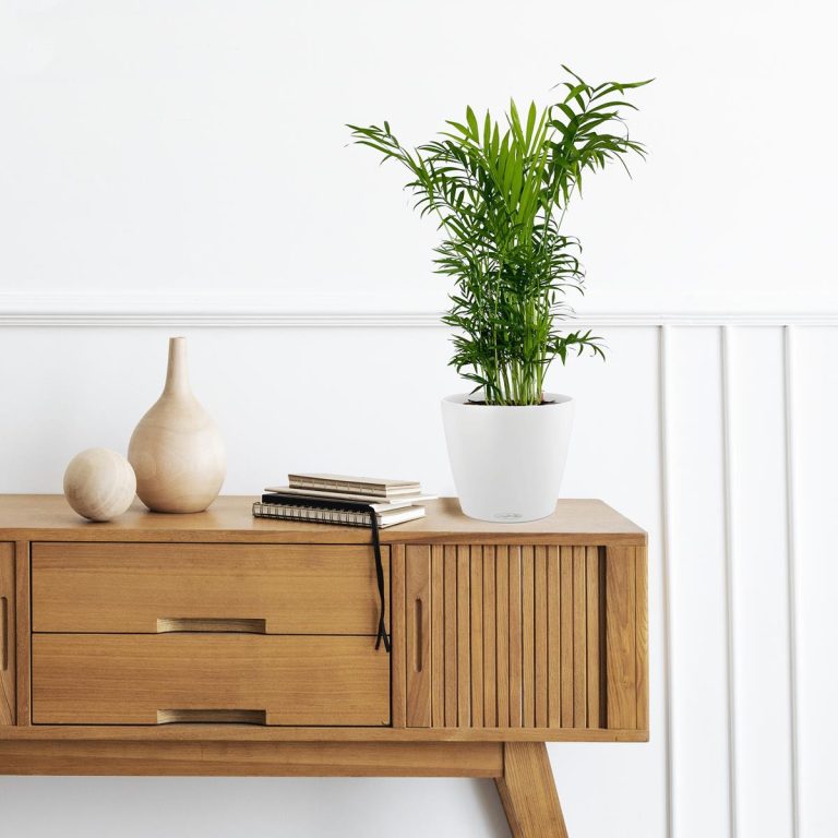 Palma Chamedora wytworna (Chamaedorea elegans) 60cm