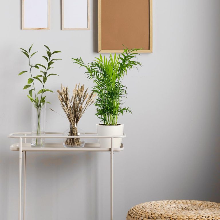 Palma Chamedora wytworna (Chamaedorea elegans) 60cm