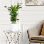 Palma Chamedora wytworna (Chamaedorea elegans) 60cm