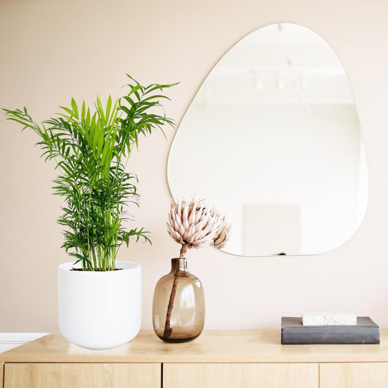 Palma Chamedora wytworna (Chamaedorea elegans) 60cm