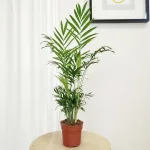 Palma Chamedora wytworna (Chamaedorea elegans) 60cm