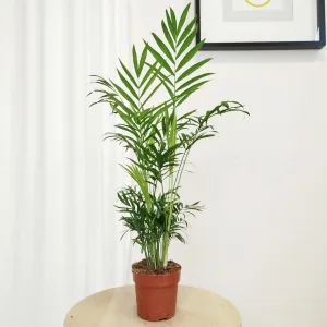 Palma Chamedora wytworna (Chamaedorea elegans) 60cm