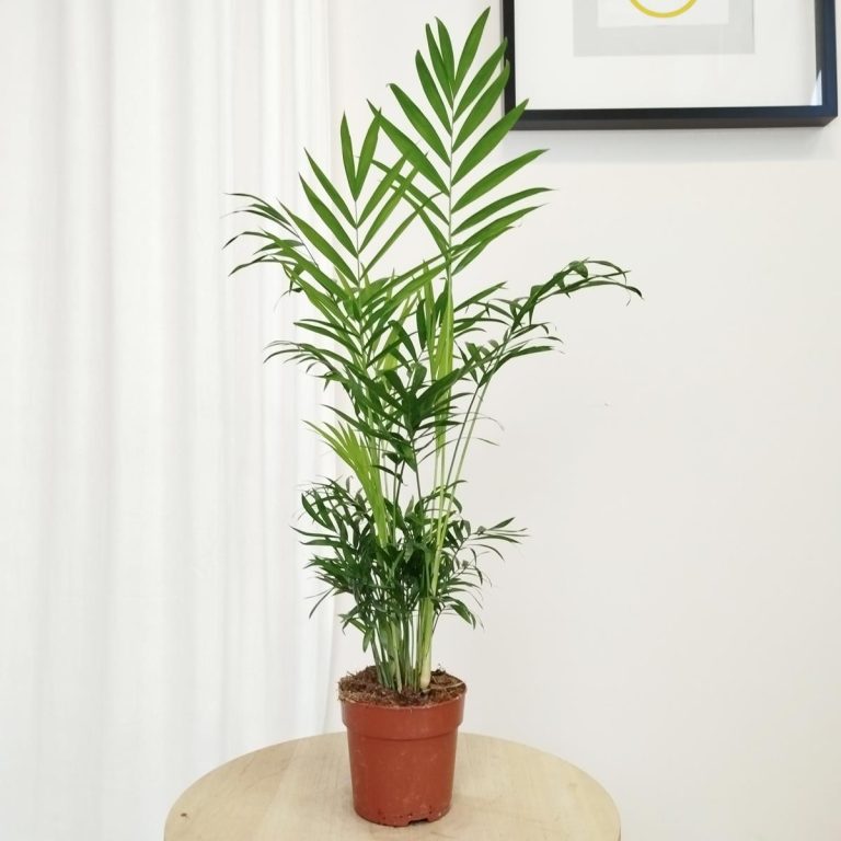 Palma Chamedora wytworna (Chamaedorea elegans) 60cm