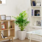 Palma Chamedora wytworna (Chamaedorea elegans) 90cm