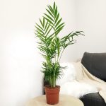 Palma Chamedora wytworna (Chamaedorea elegans) 60cm
